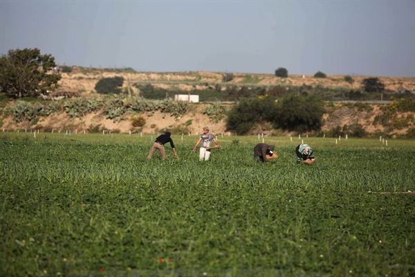 الخارجية والمغتربين// إستهداف أراضي قطاع غزة الزراعية عدوان عنصري بإمتياز