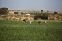 الخارجية والمغتربين// إستهداف أراضي قطاع غزة الزراعية عدوان عنصري بإمتياز