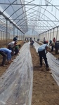 الوكالة الفلسطينية للتعاون الدولي تنفذ برنامج تنموي زراعي في جمهورية نيكاراغوا