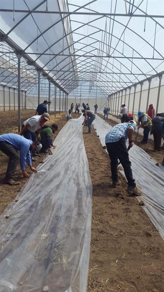 The Palestinian International cooperation Agency implements an agricultural development programme in the Republic of Nicaragua